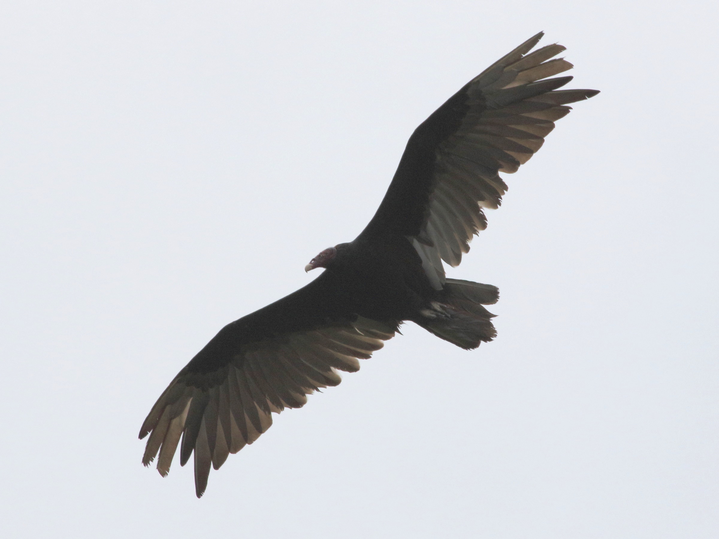 urubu_a_tete_noire_-_coragyps_atratus5bd