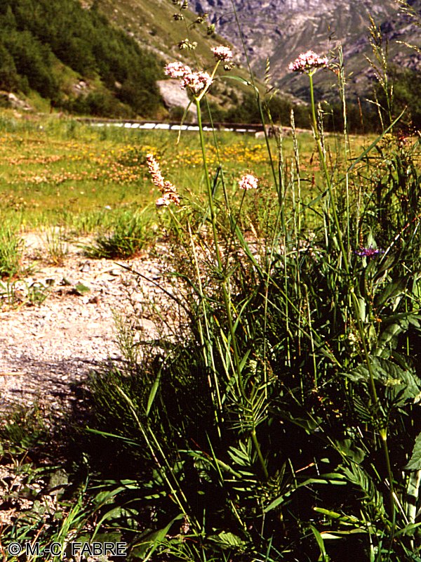 valeriana_dioicamcf