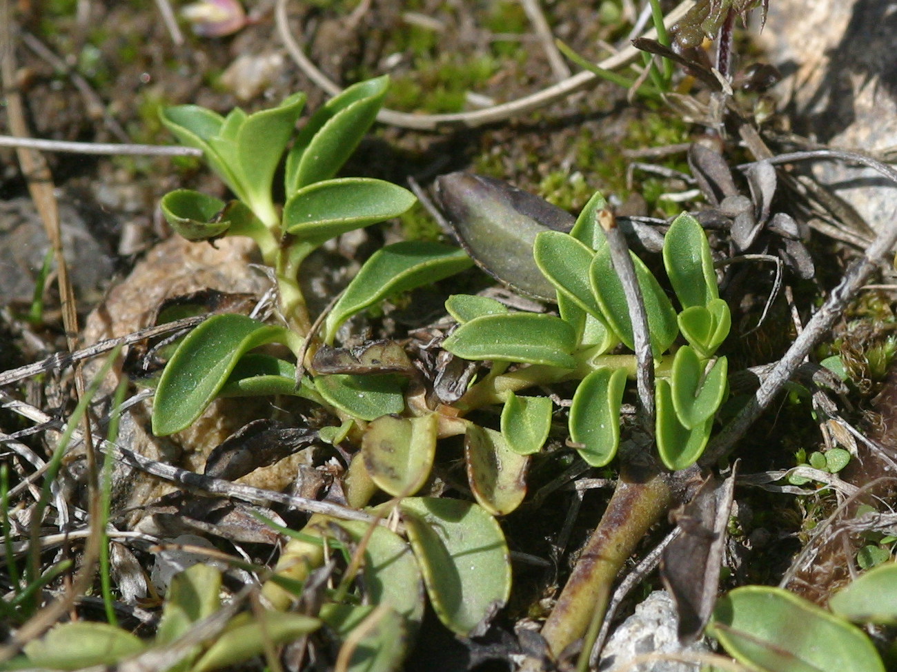 veronica_allionii2amd