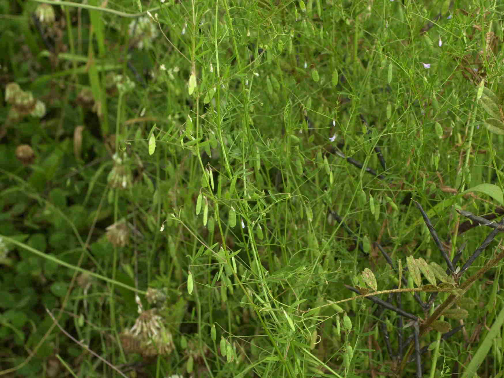 vicia_tetrasperma3bd