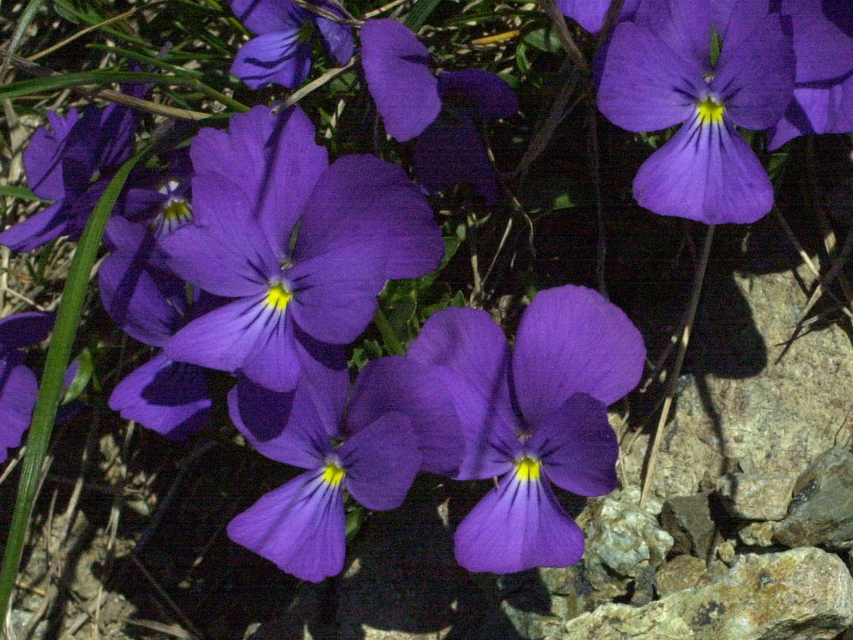 viola_cenisia2md