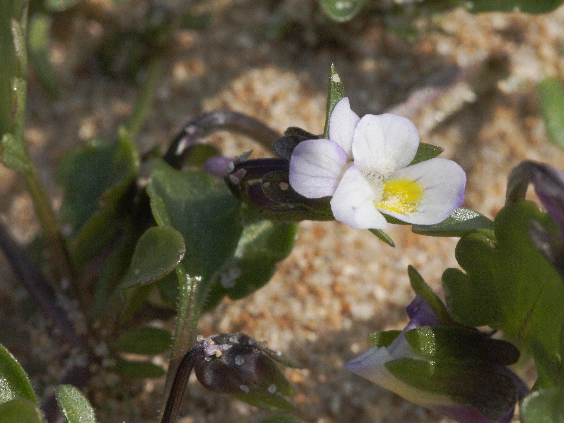 viola_kitaibeliana4md