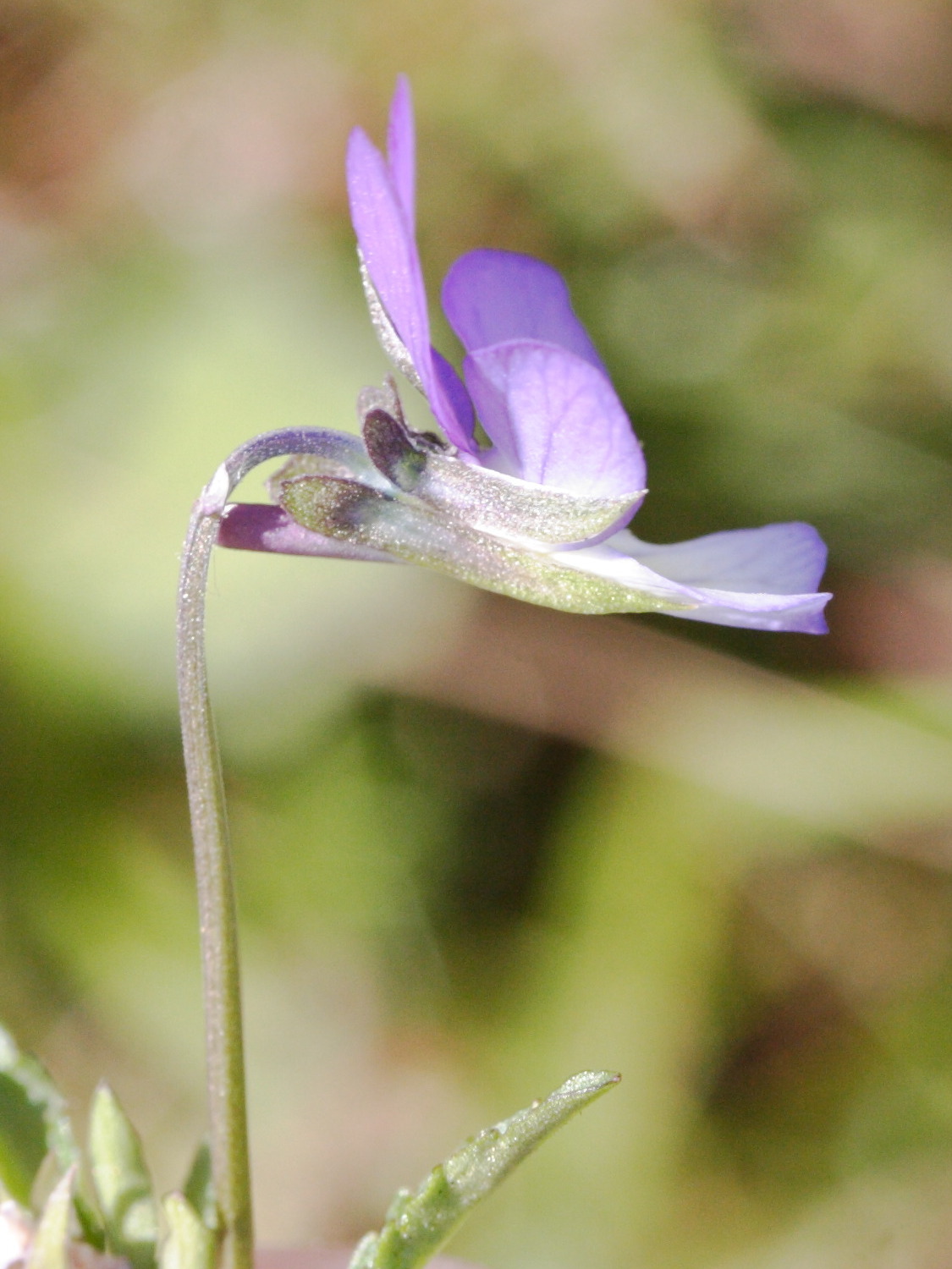 Viola_saxatilis ssp. curtisii
