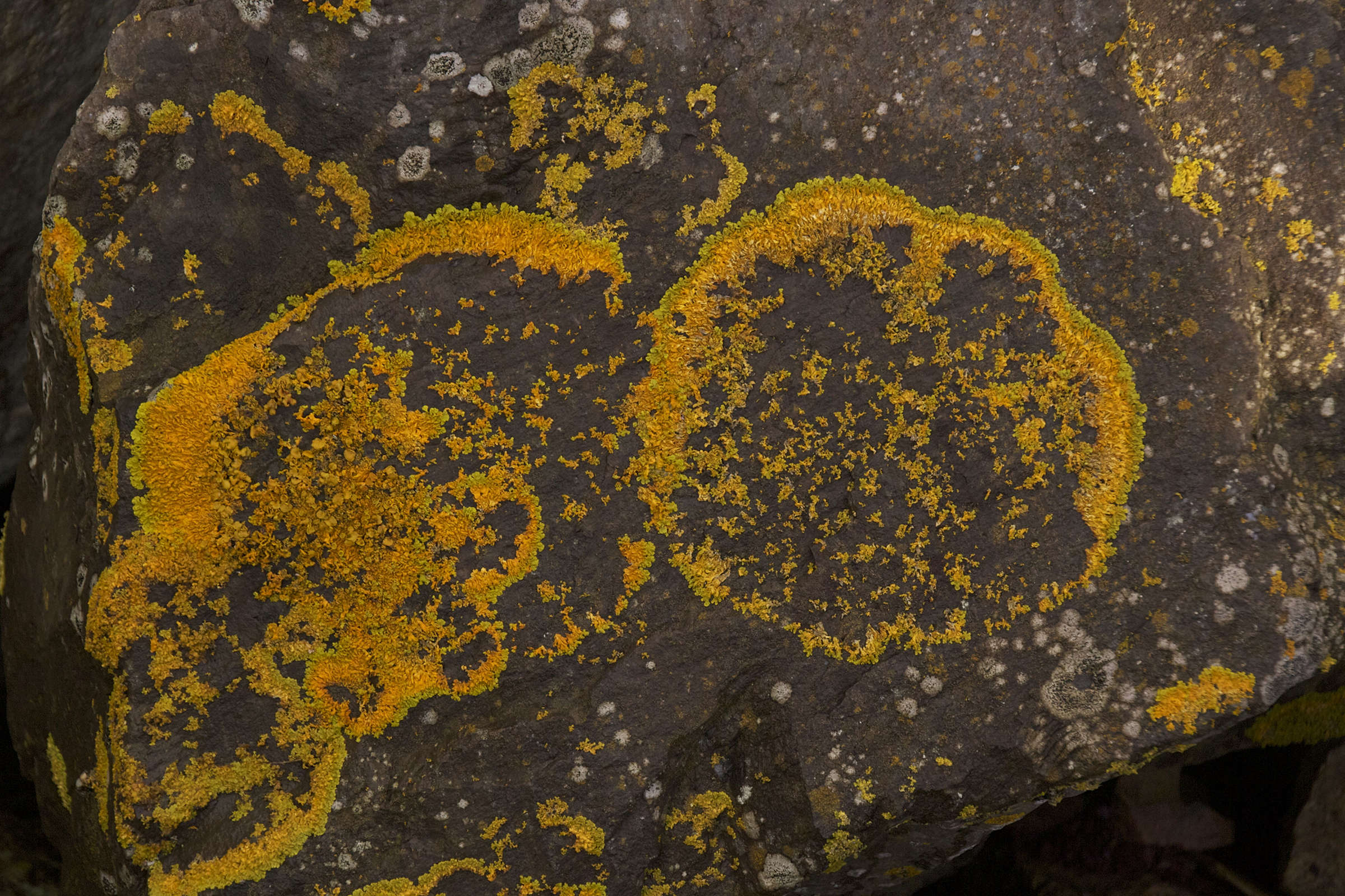 xanthoria_aureola1md