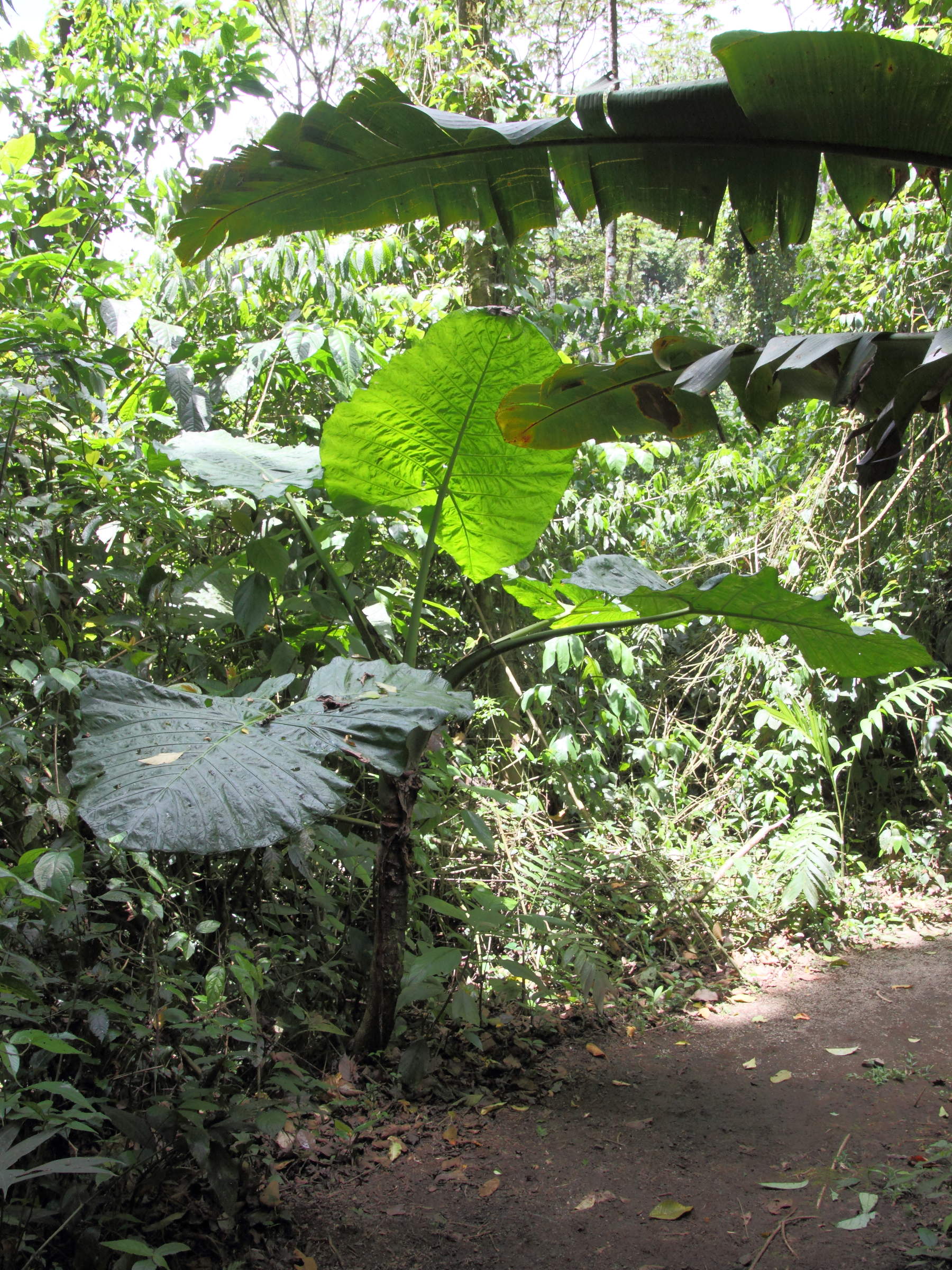 Afficher le média xanthosoma_undipes1md xanthosoma_undipes1md