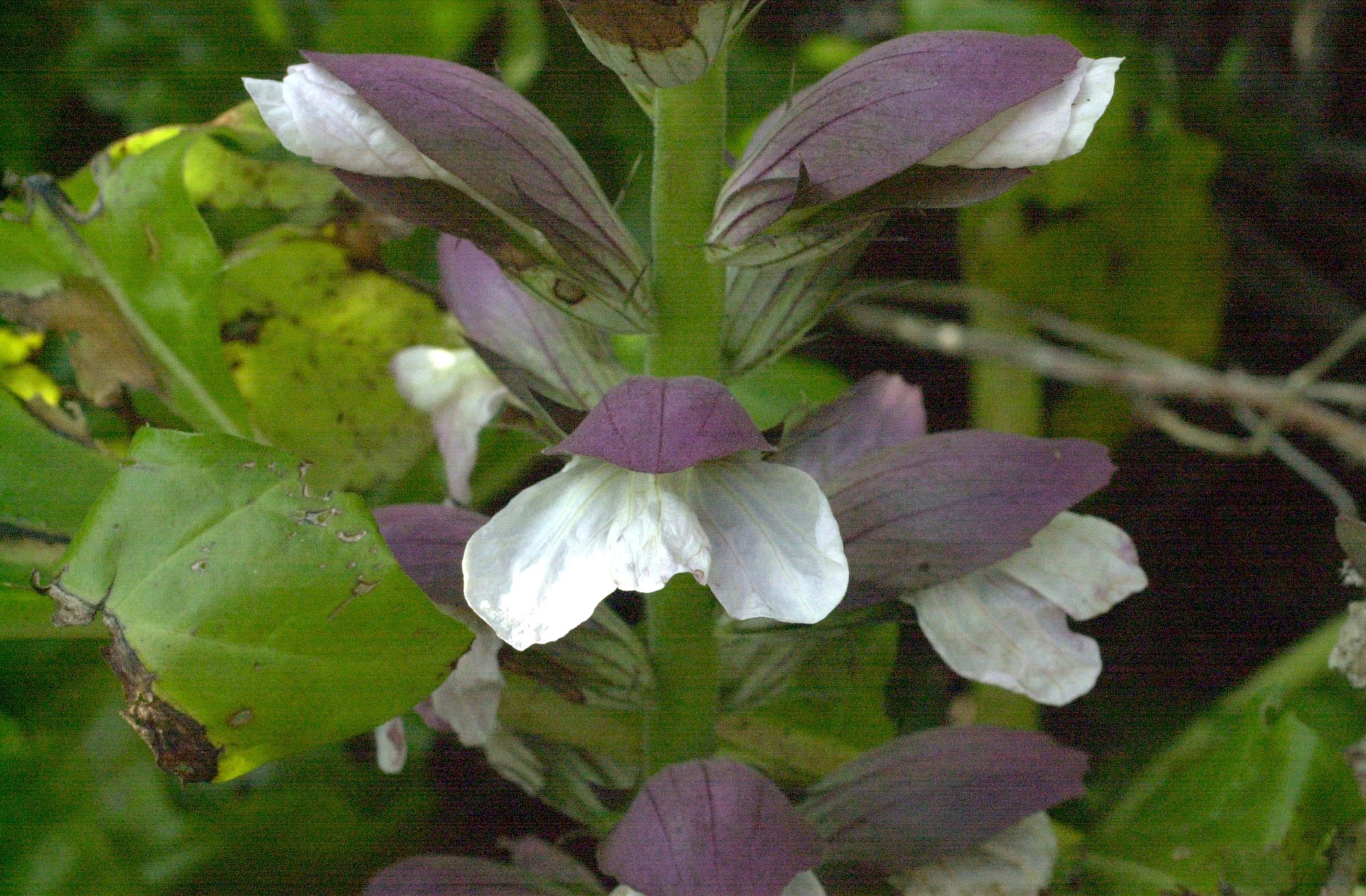 acanthus_mollis5md