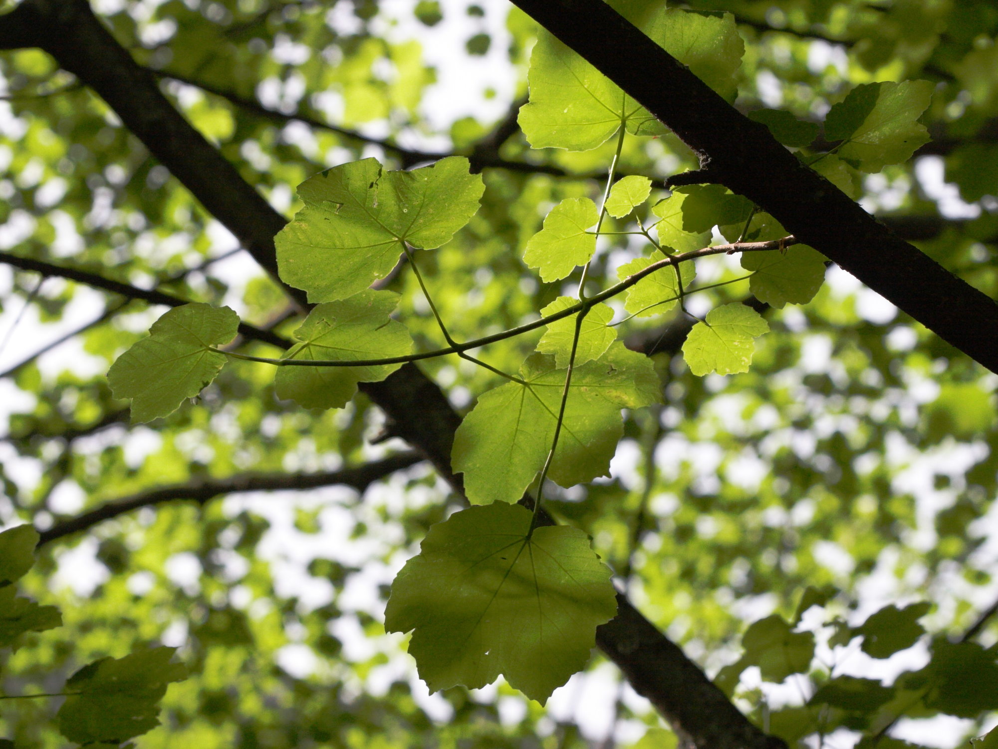 Afficher le média acer_opalus4md acer_opalus4md