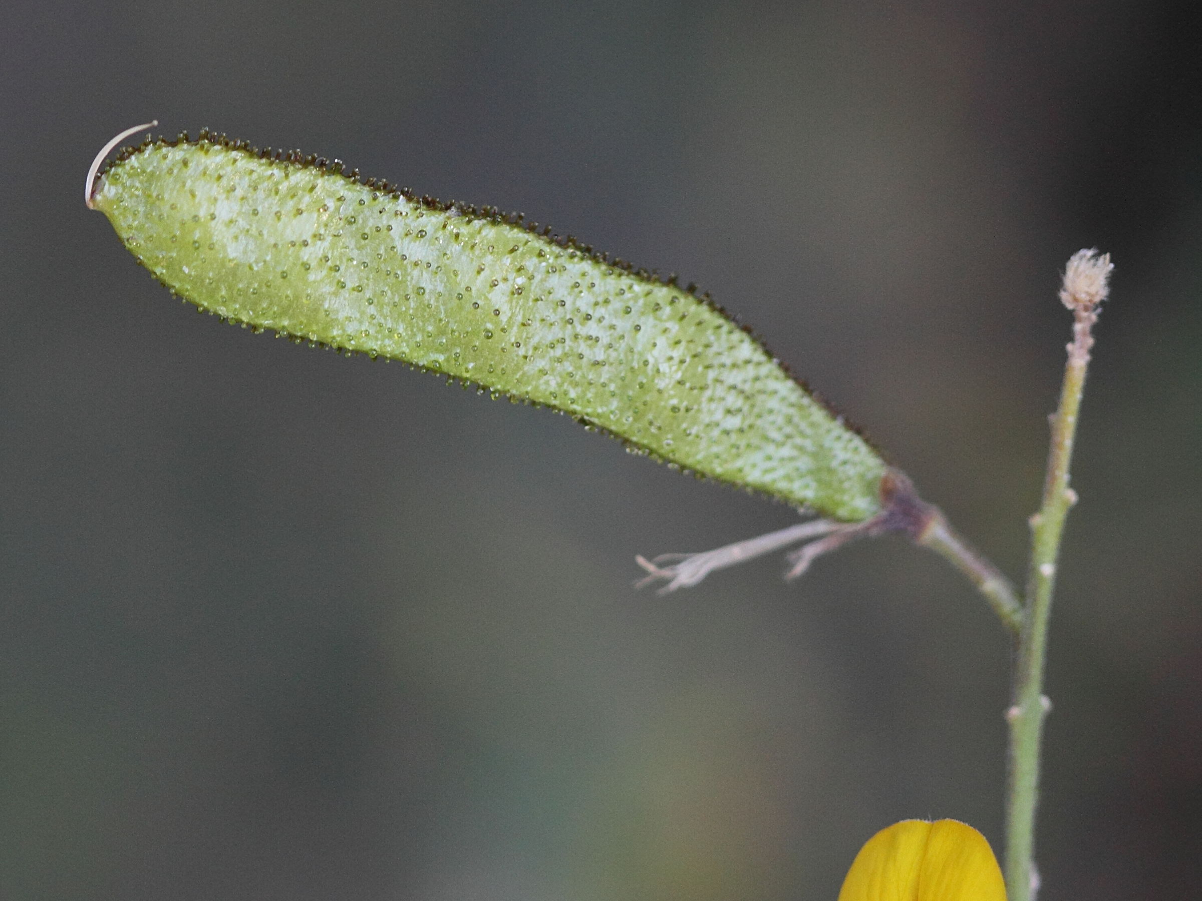 Afficher le média adenocarpus_telonensis5md adenocarpus_telonensis5md