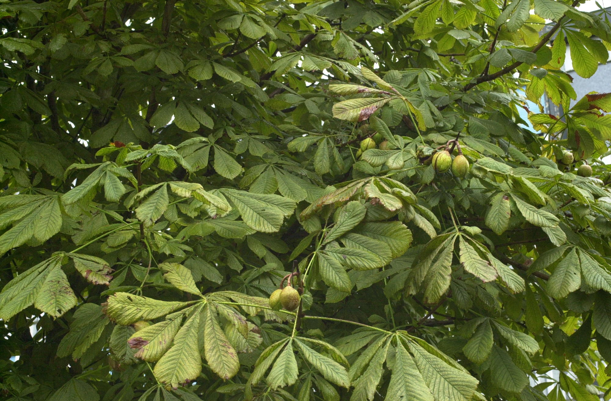 Afficher le média aesculus_hippocastanum1md aesculus_hippocastanum1md