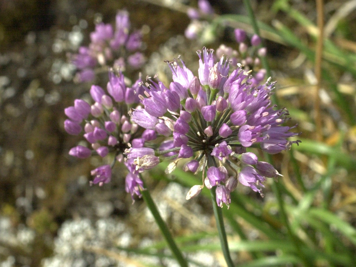 Allium_montanum