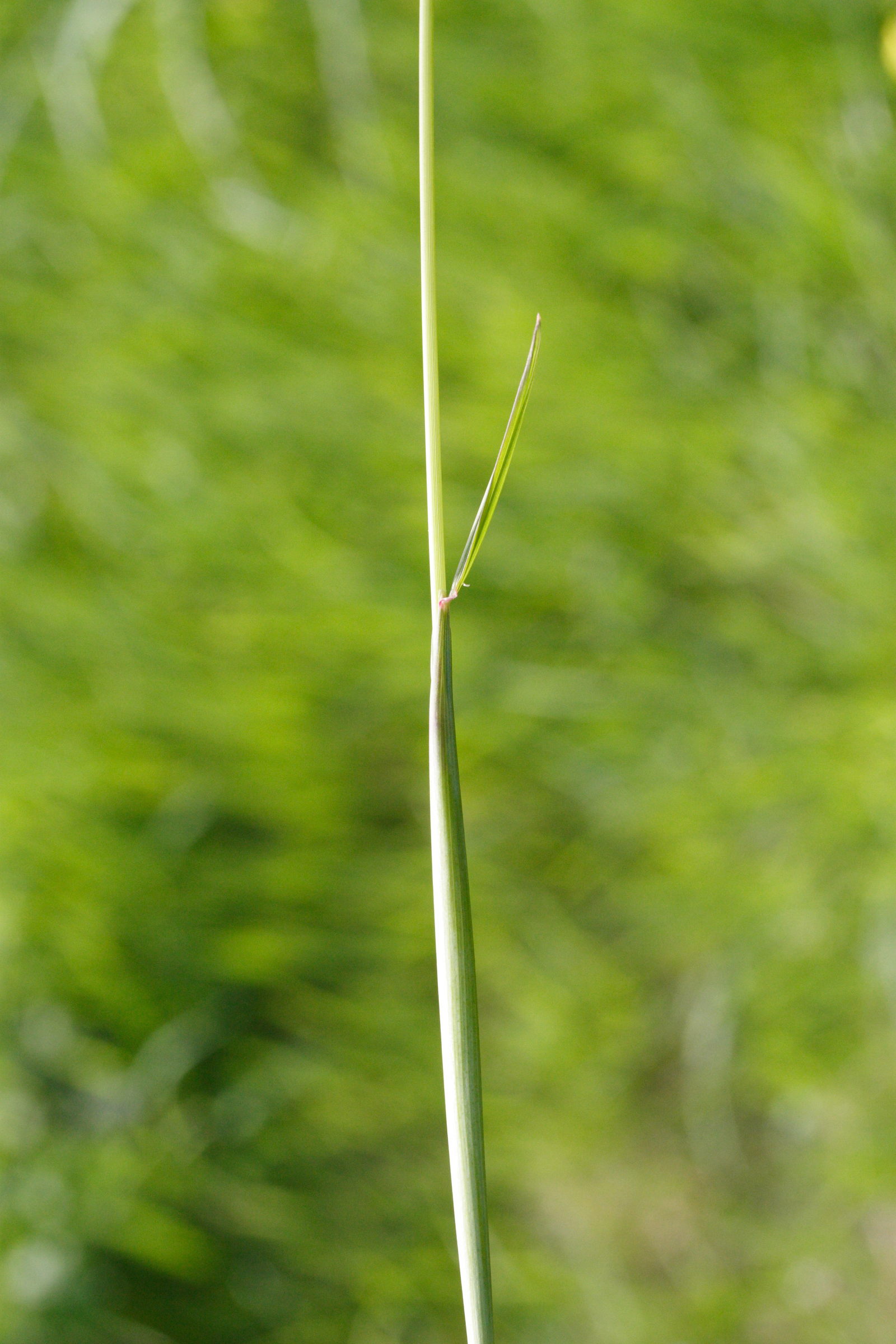 alopecurus_pratensis2md