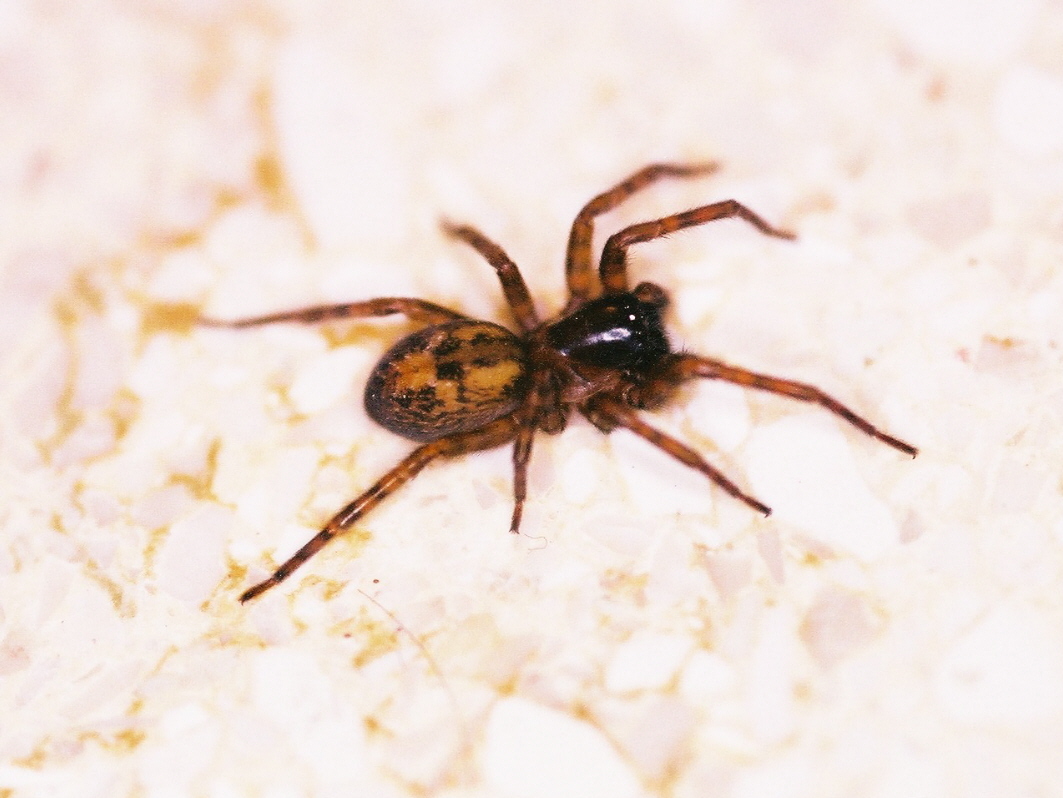 Afficher le média amaurobius_fenestralis2md amaurobius_fenestralis2md