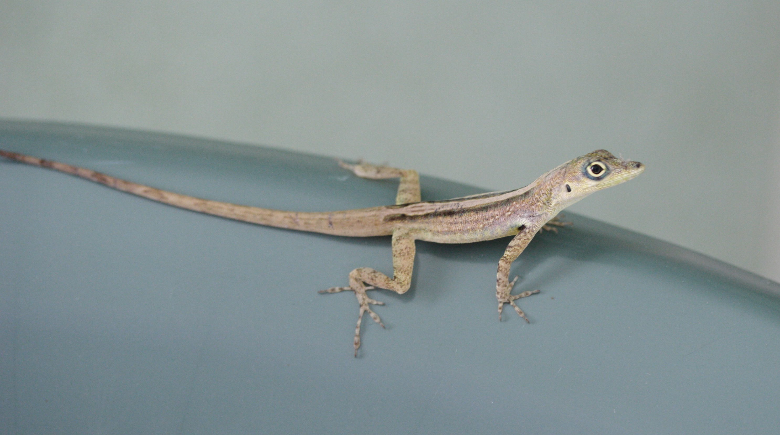 Afficher le média anolis_roquet1md anolis_roquet1md