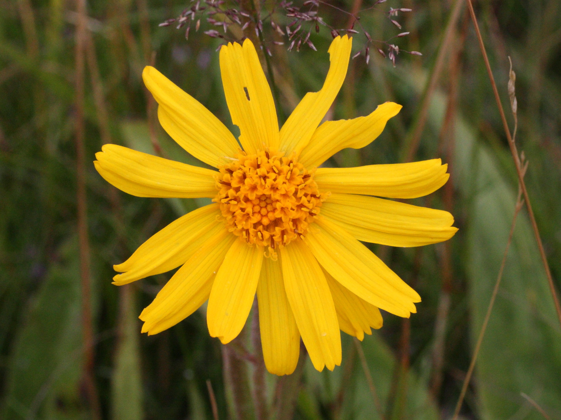 arnica_montana2md