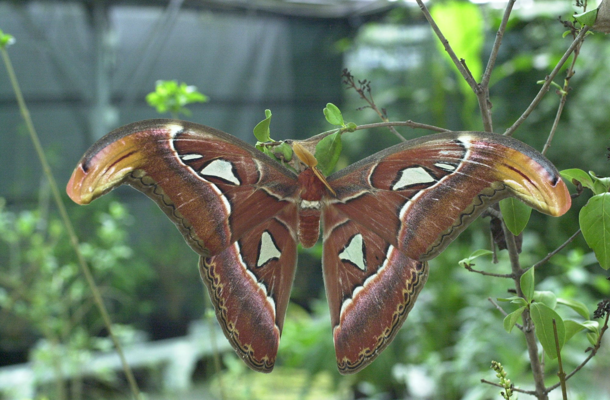 attacus_atlas1md