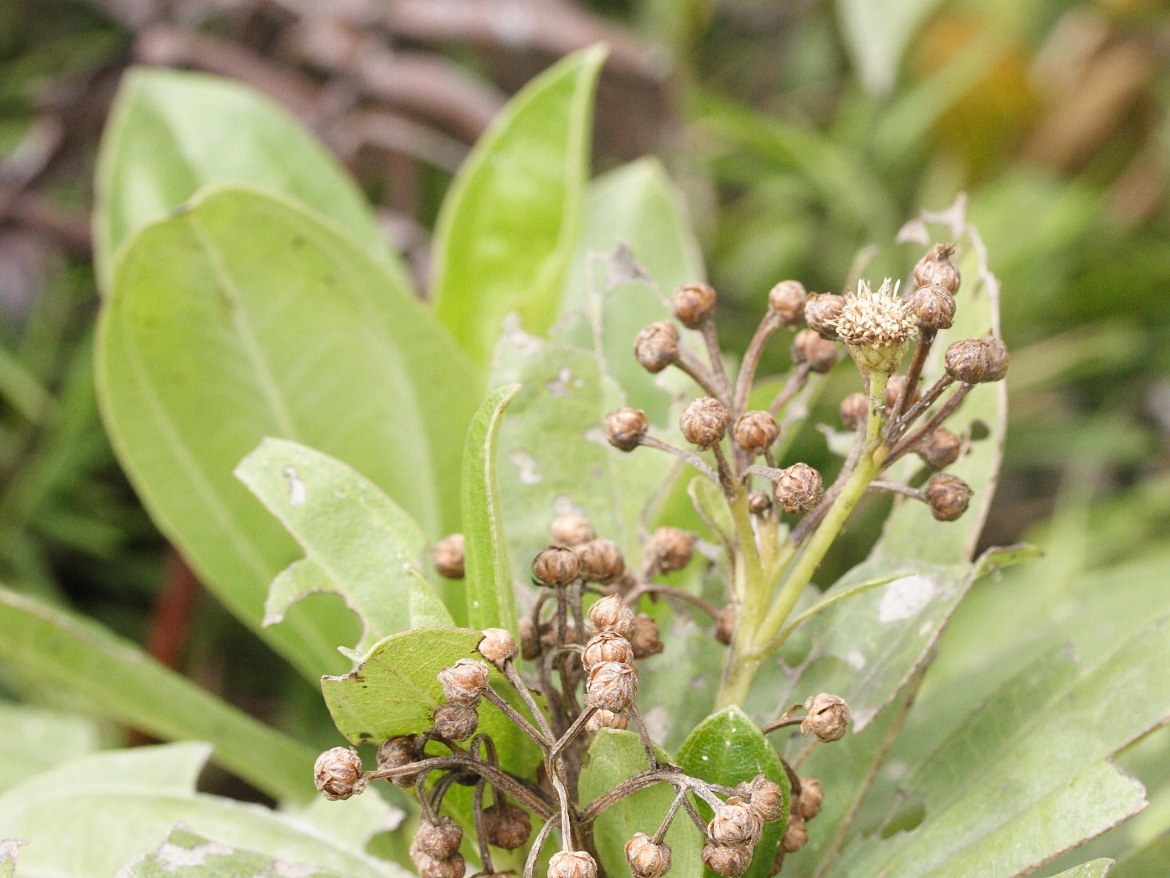 baccharis_pedunculata1md