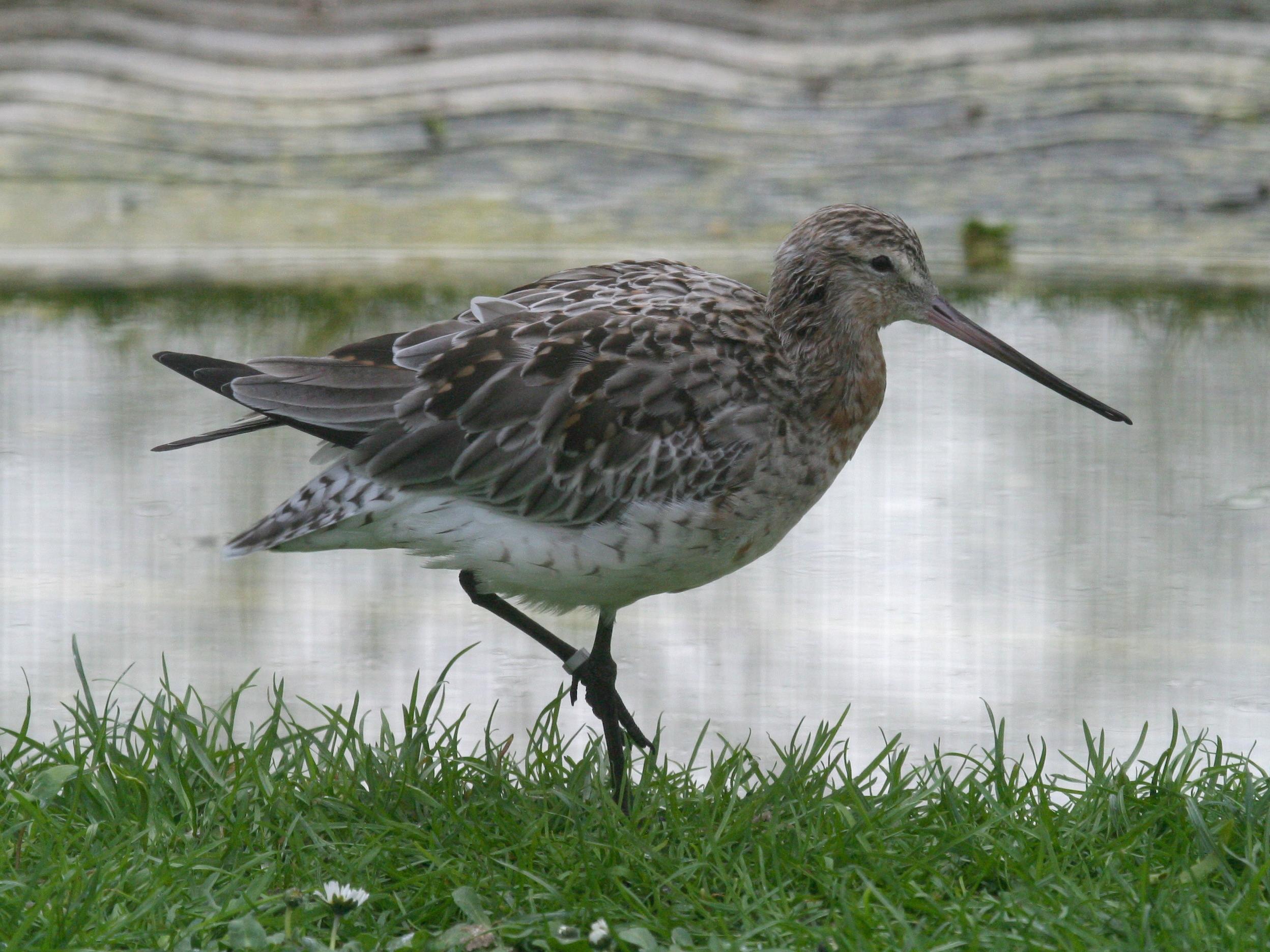 barge_rousse_-_limosa_lapponica4bd