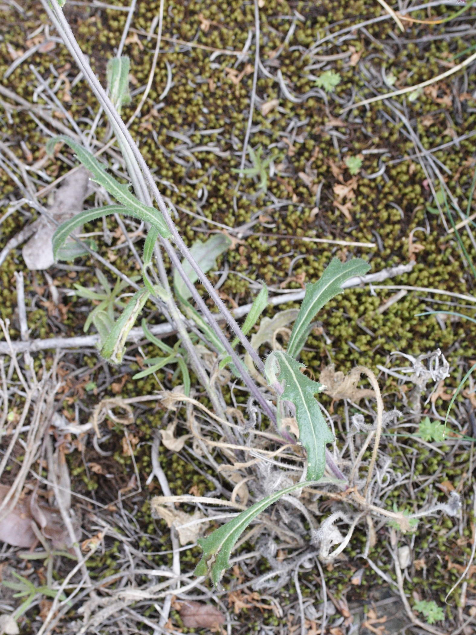 Afficher le média biscutella_coronopifolia2md biscutella_coronopifolia2md