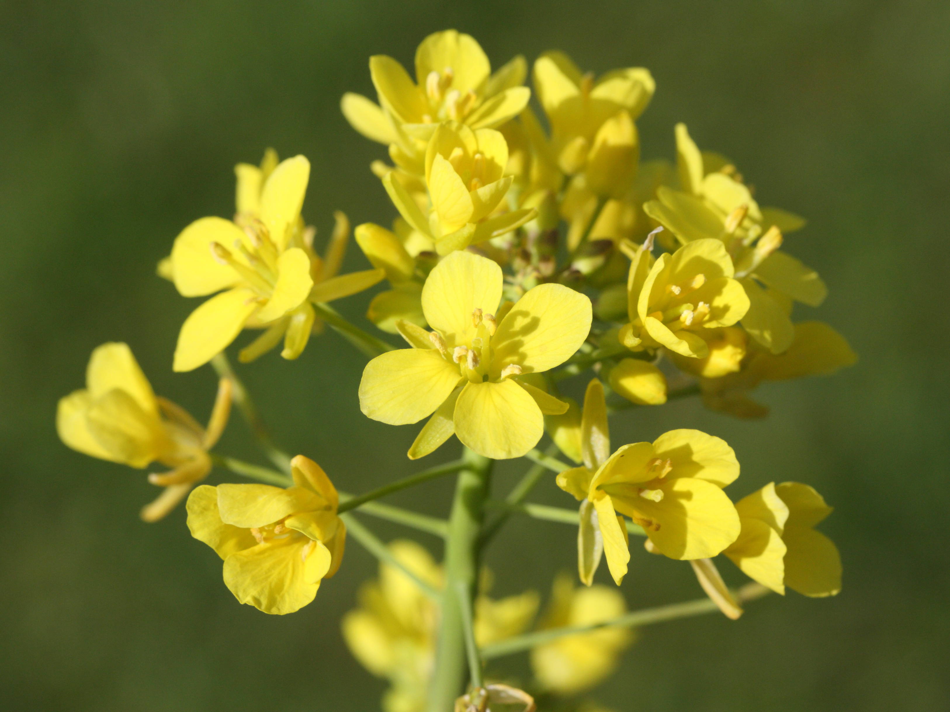 Afficher le média brassica_rapa_rapa3md brassica_rapa_rapa3md