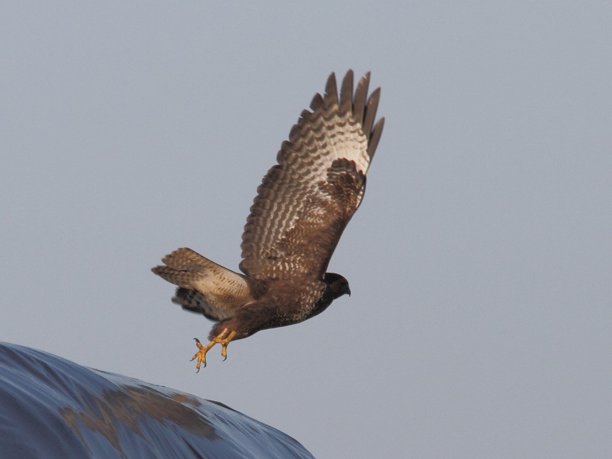 buse_variable_-_buteo_buteo2bd