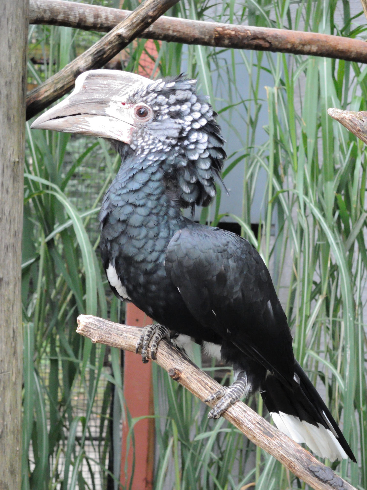 calao_a_joues_argent_-_bycanistes_brevis1md