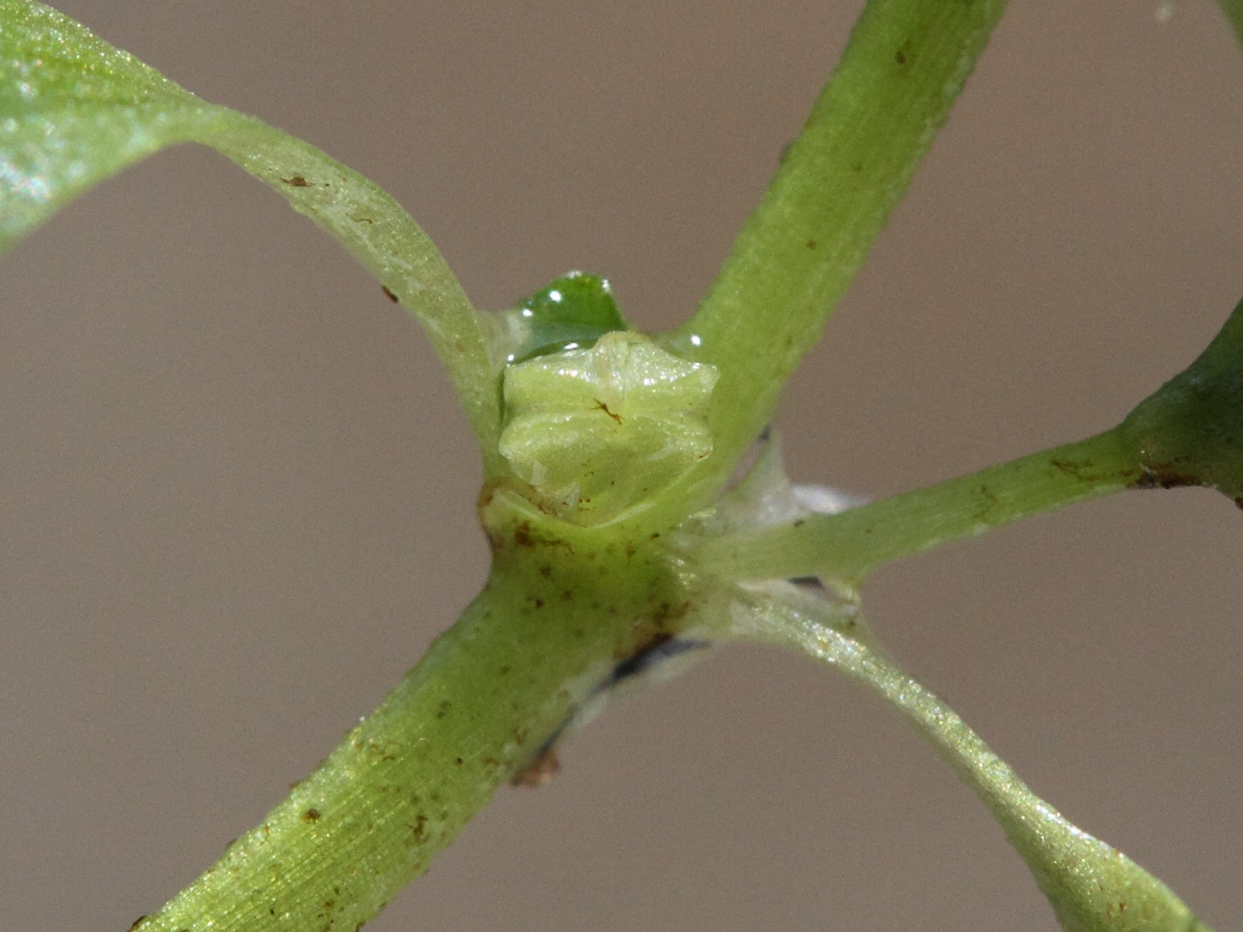 Afficher le média callitriche_obtusangula4md callitriche_obtusangula4md