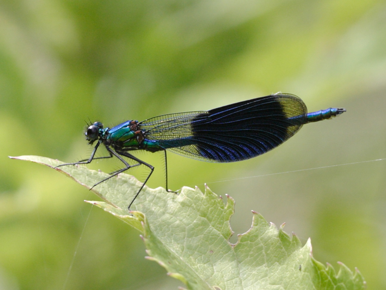 calopteryx_splendens4bd