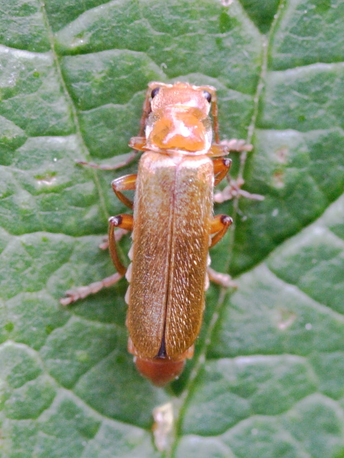 cantharis_cryptica2md