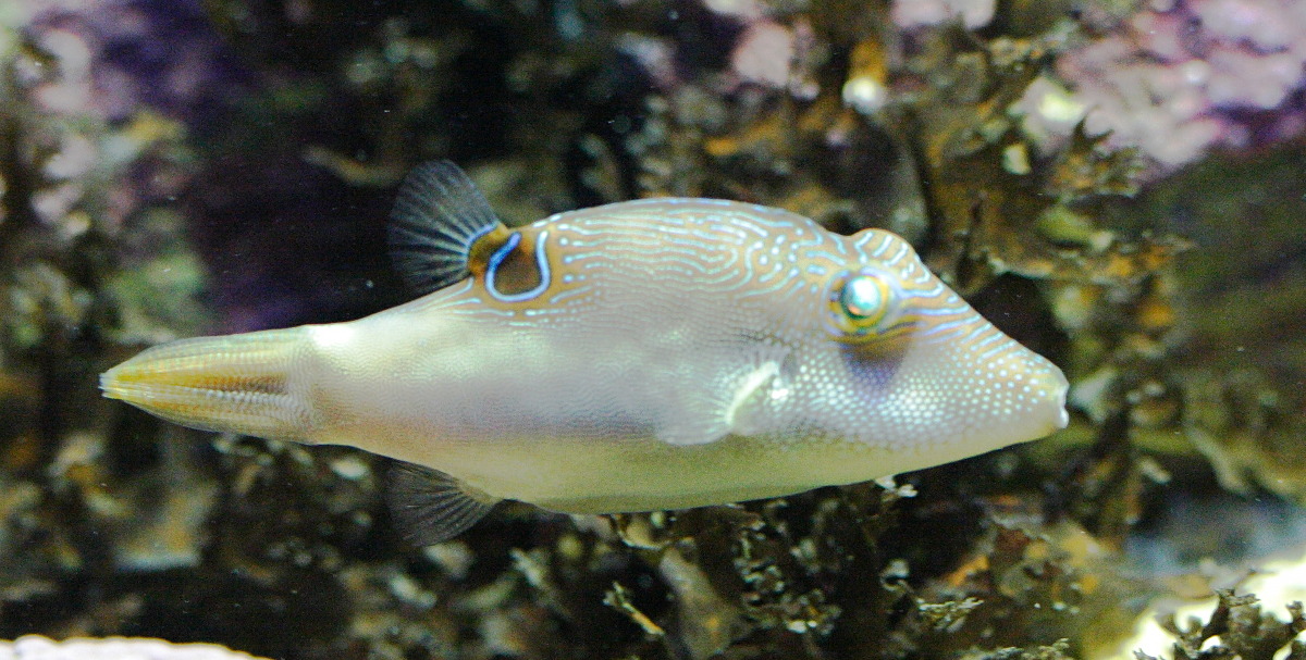 Afficher le média canthigaster_solandri2md canthigaster_solandri2md