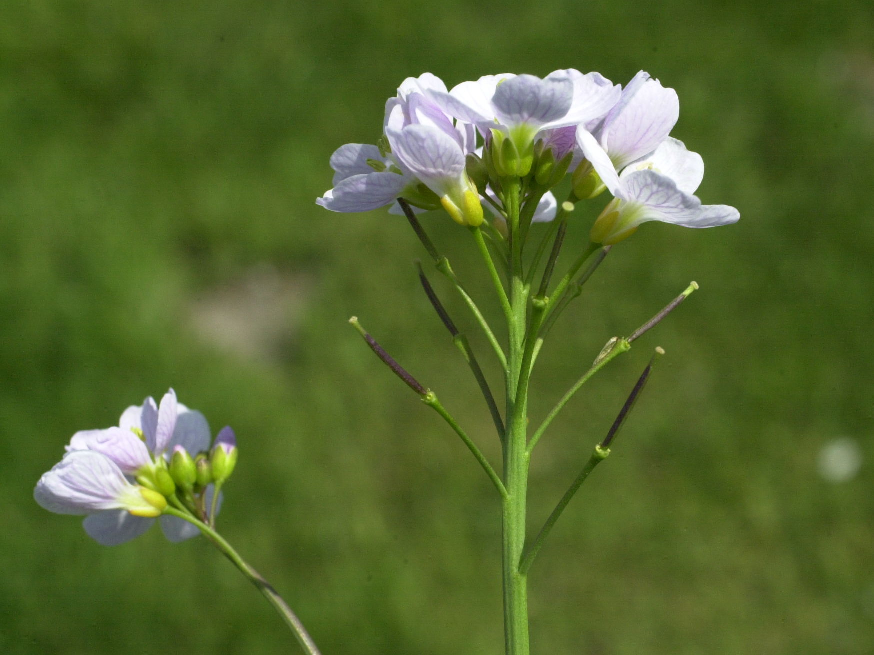 cardamine_pratensis3md