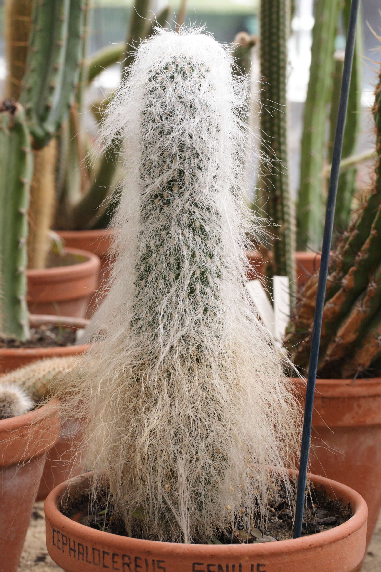 Afficher le média cephalocereus_senilis1md cephalocereus_senilis1md