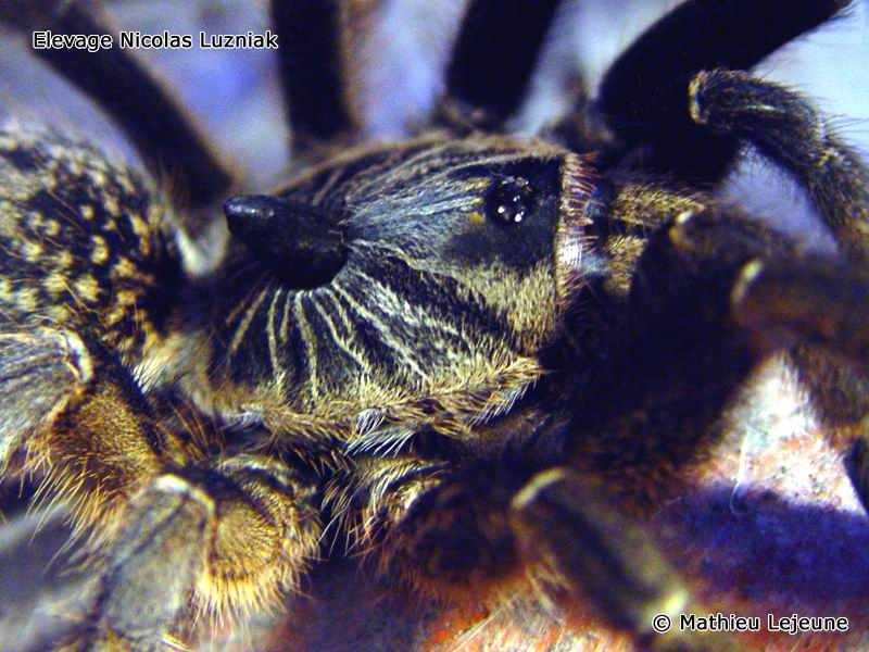 ceratogyrus_marshalli1ml