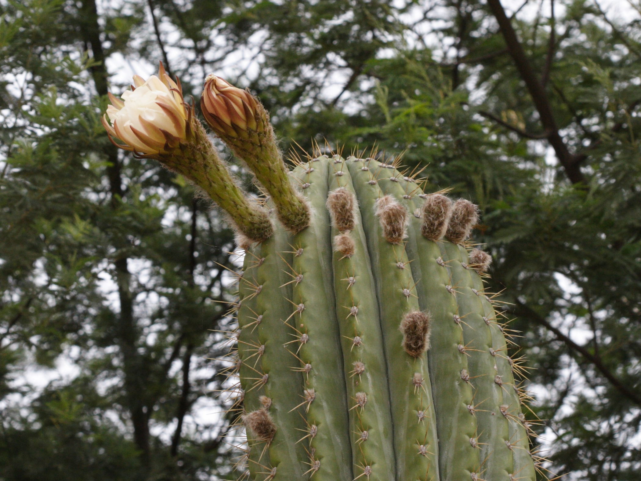 cereus_sp2md
