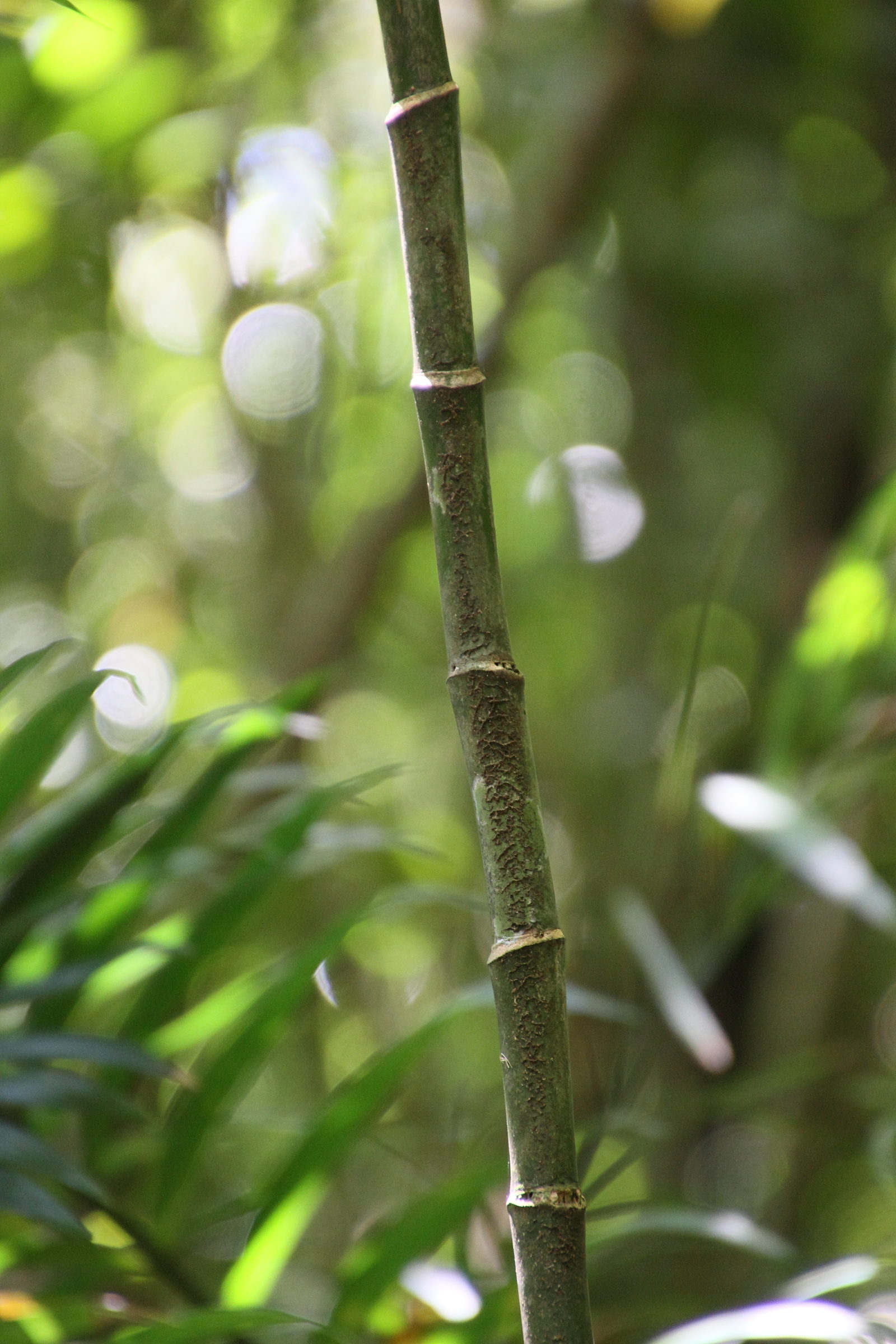 chamaedorea_costaricana4md