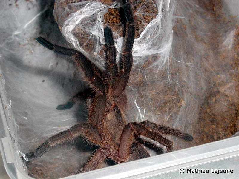 chilobrachys_huahini1ml