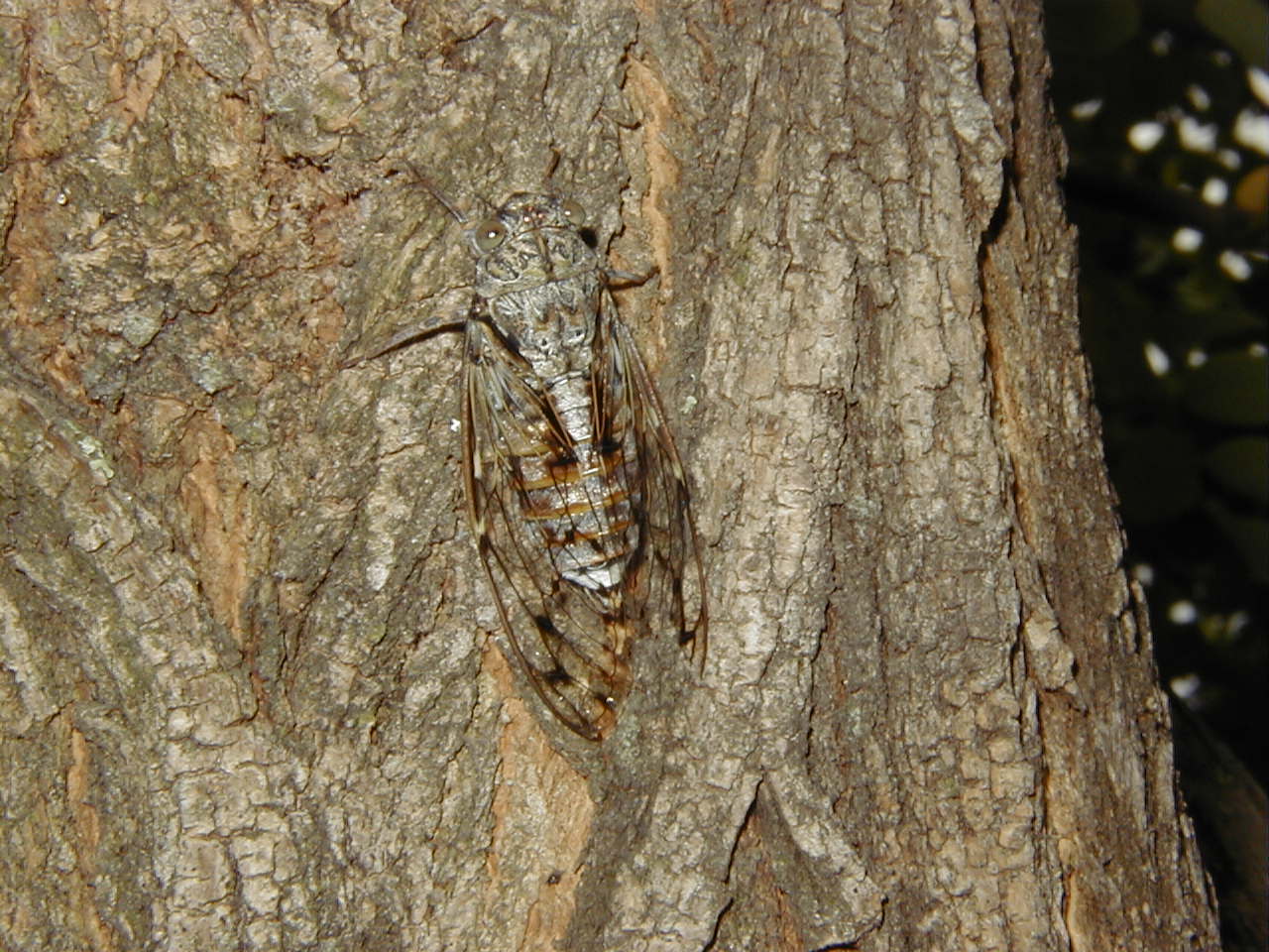 cicada_orni1md