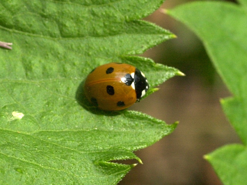 Afficher le média coccinella_septempunctata4md coccinella_septempunctata4md