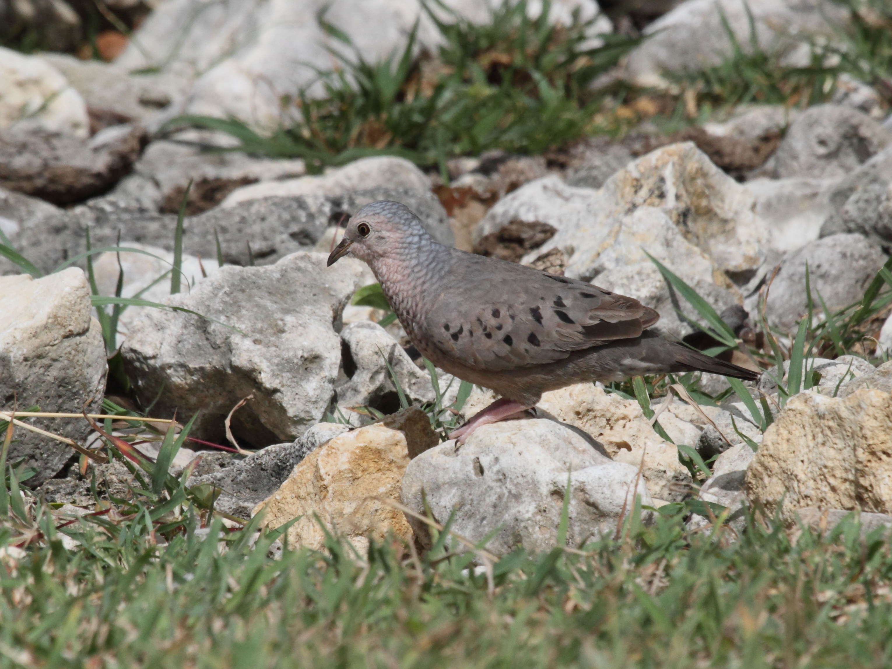 colombe_a_queue_noire_-_columbina_passerina2bd