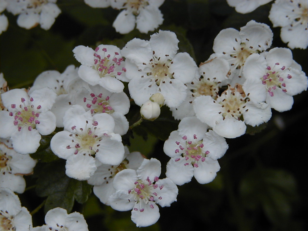 Crataegus_laevigata