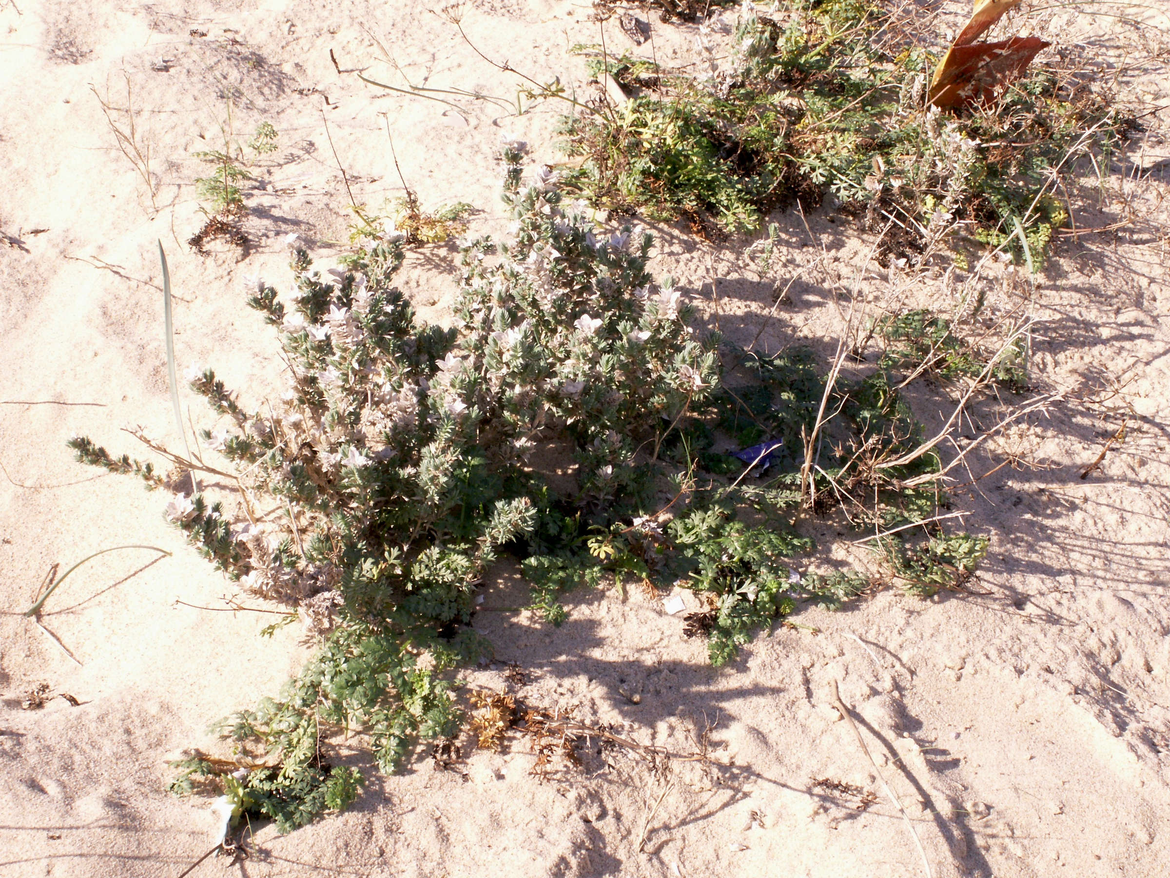 Afficher le média crucianella_maritima1bd crucianella_maritima1bd