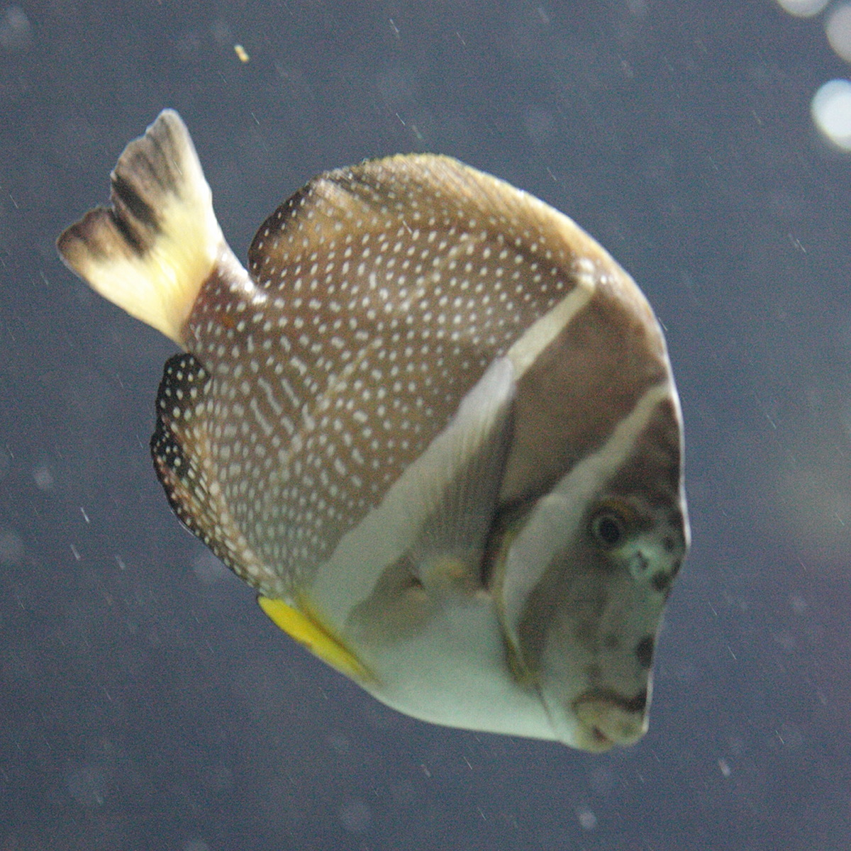 Afficher le média ctenochaetus_marginatus1bd ctenochaetus_marginatus1bd