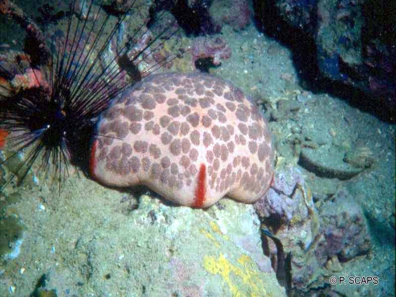 culcita_novaeguineae1ps