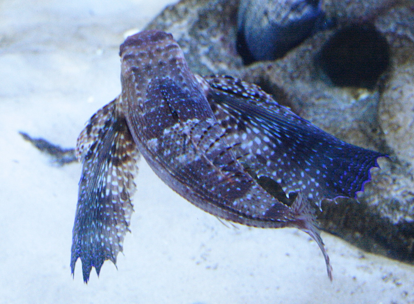 dactylopterus_volitans1md