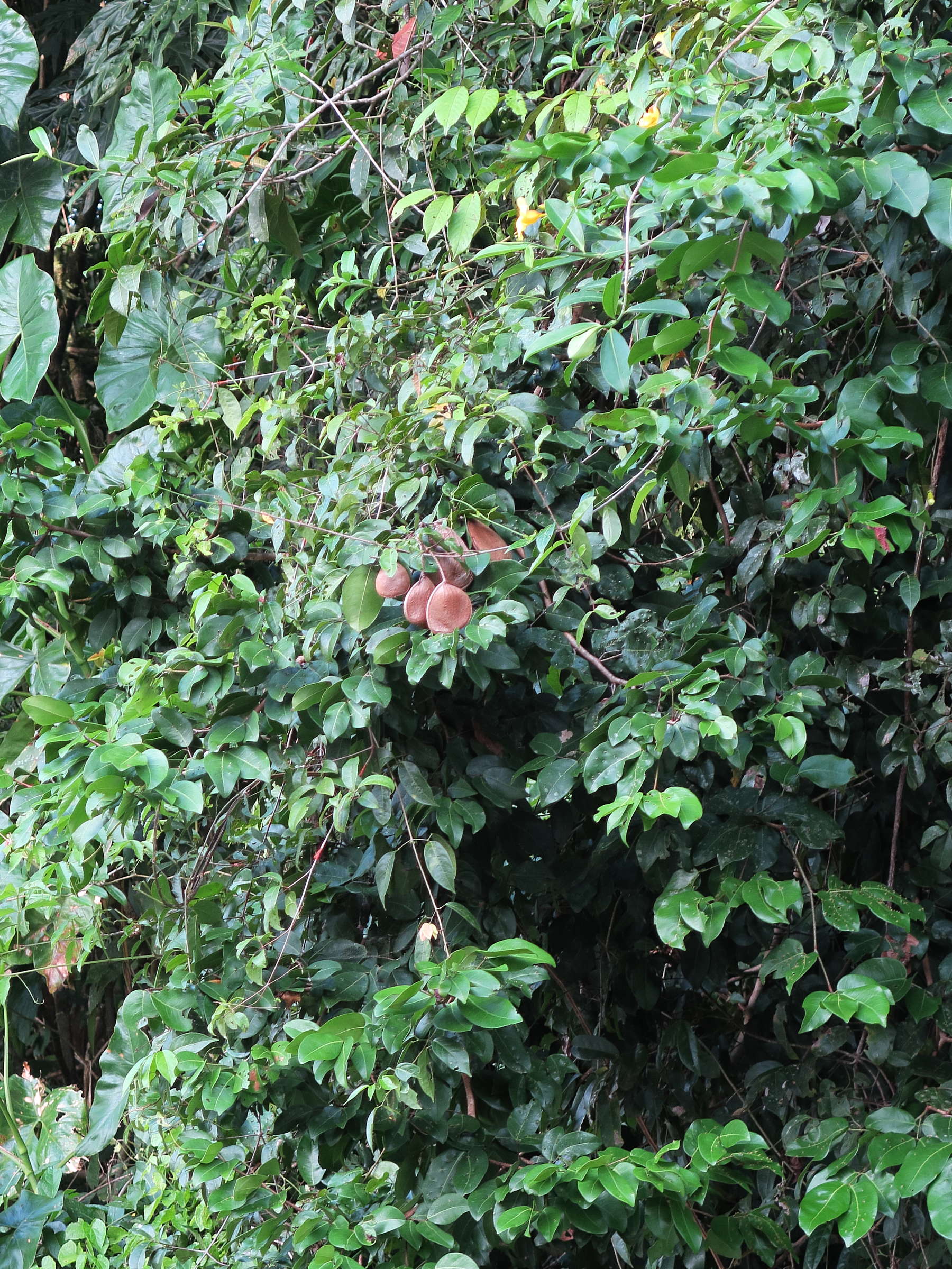 dalbergia_monetaria1md