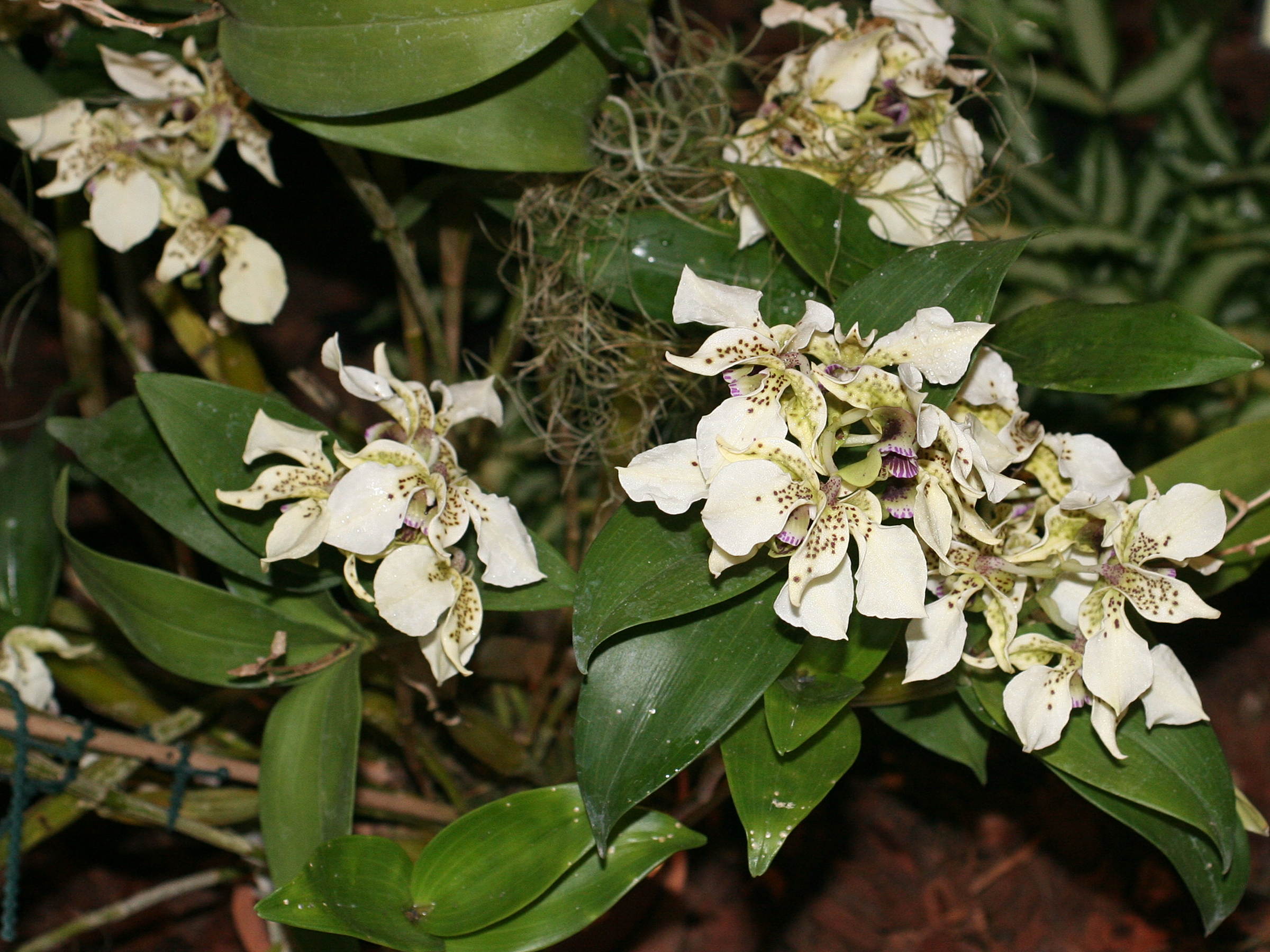 dendrobium_atroviolaceum1md