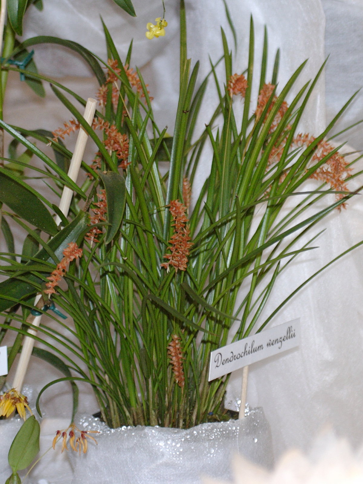 dendrochilum_wenzelii2bd