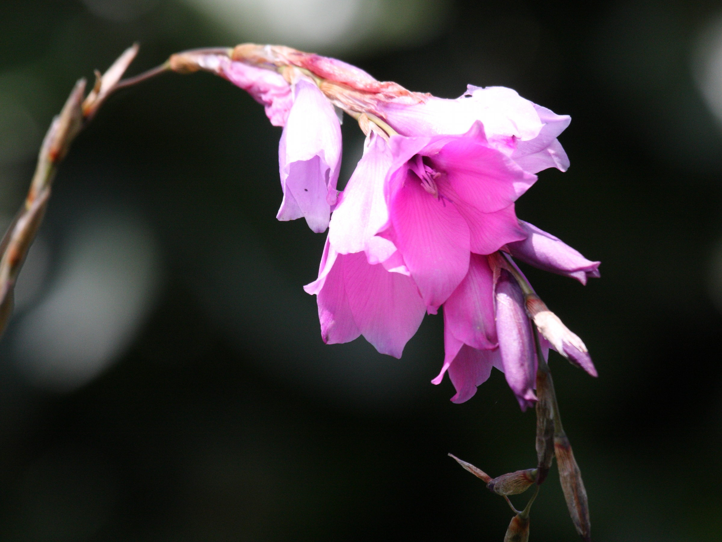 Dierama_pulcherrimum