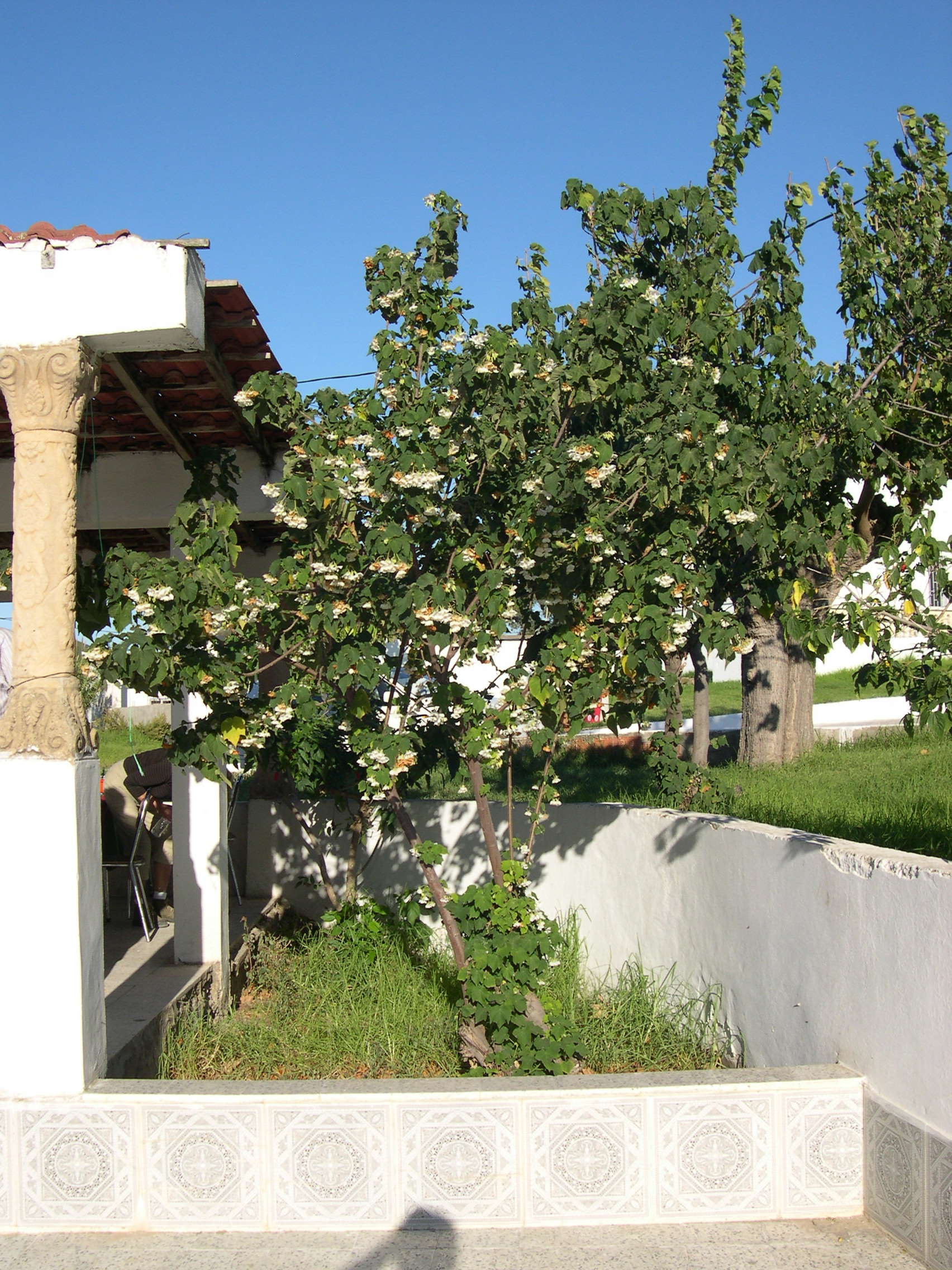 dombeya_burgessiae1md