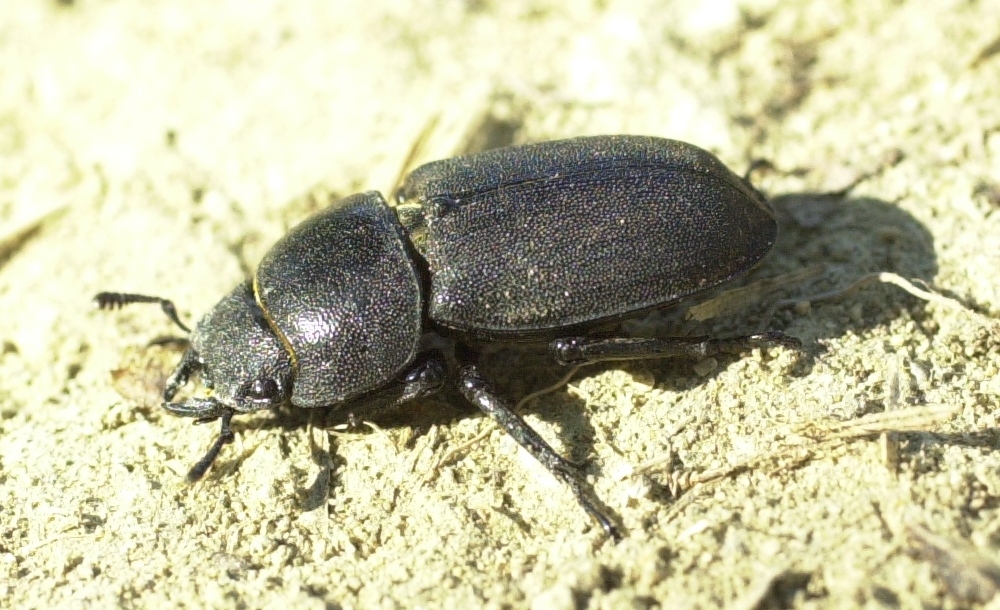 dorcus_parallelipipedus1amd