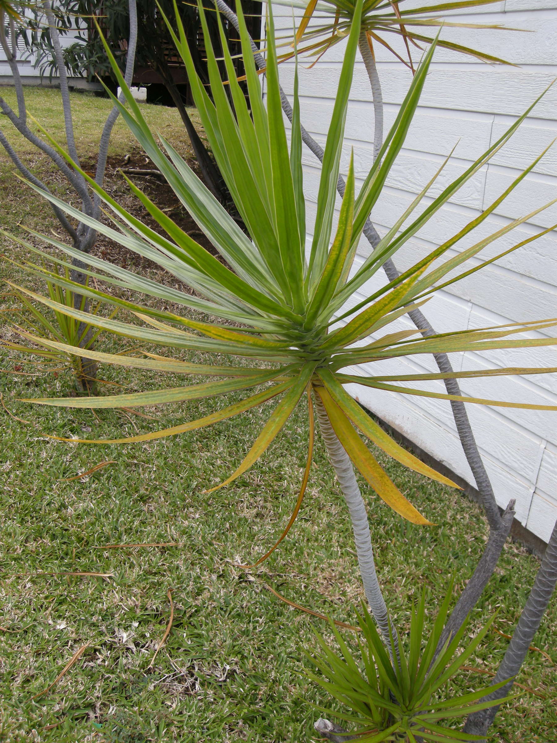 dracaena_reflexa3md